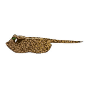 jellycat ripple leopard ray